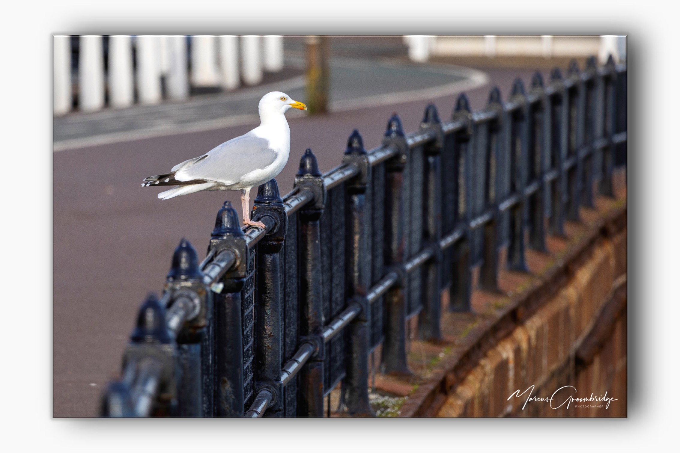 Seagull waiting for food