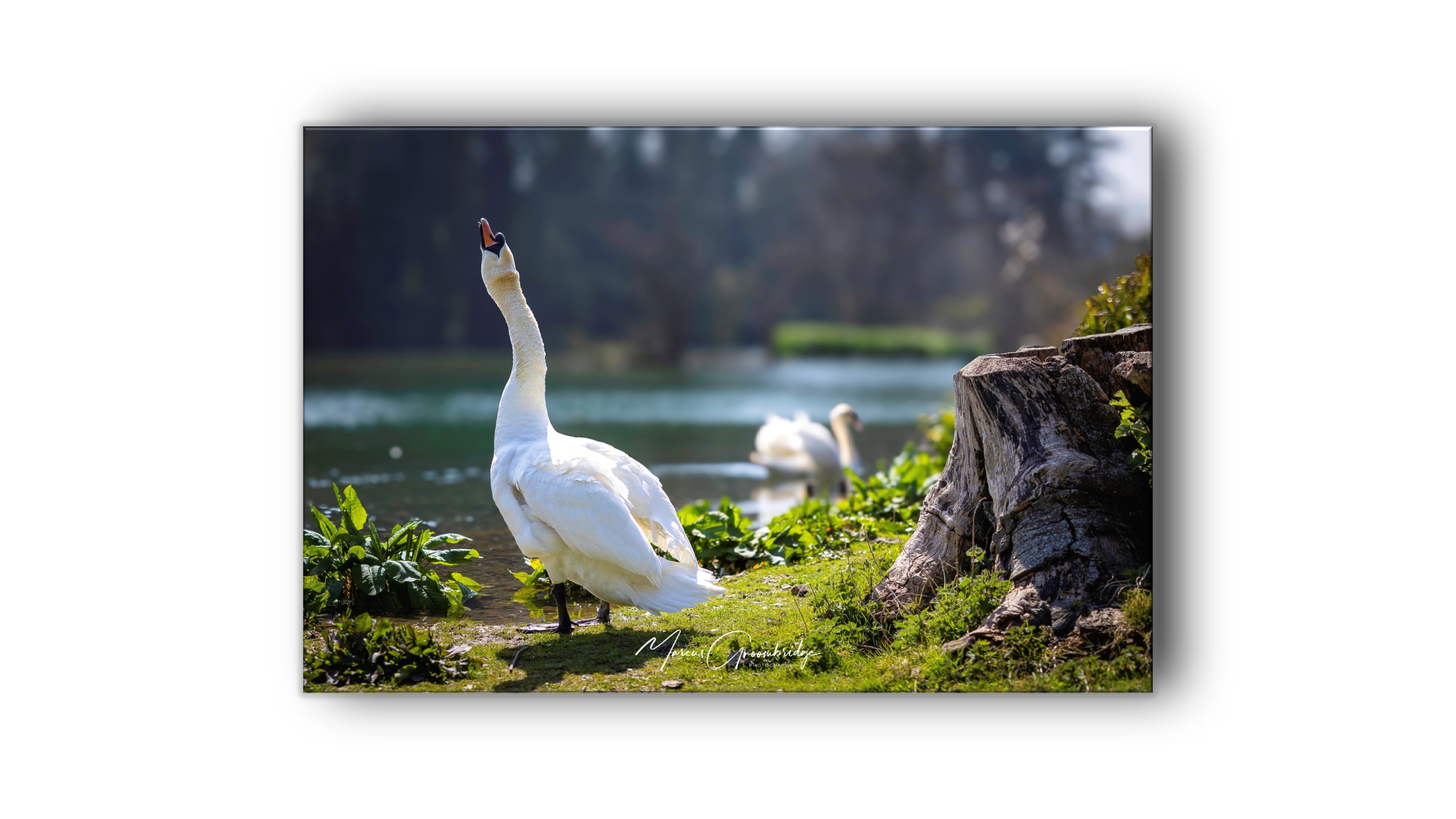 Swan in Kearsney Parks