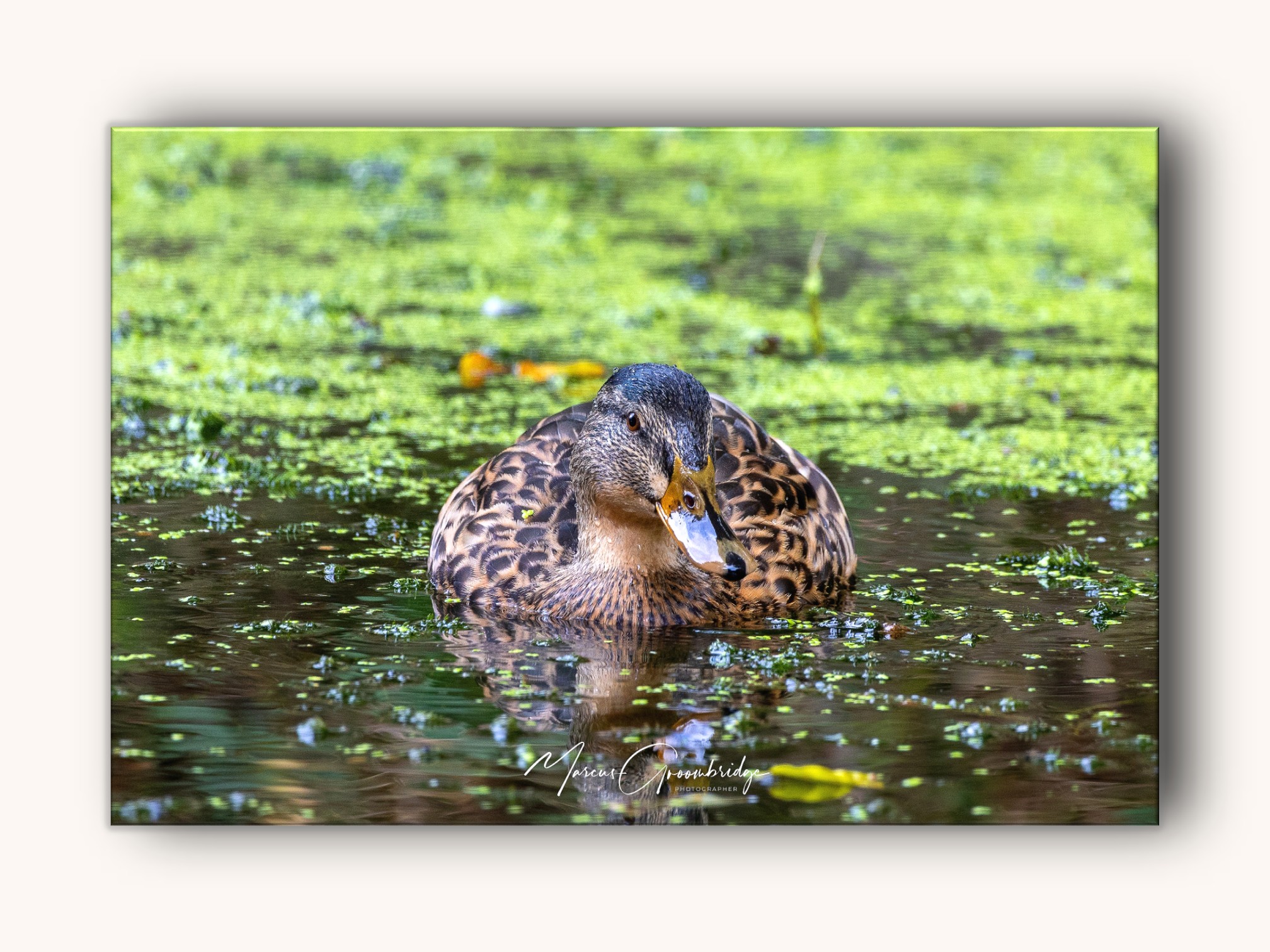 Connaught Park Dover Kent Photograph
