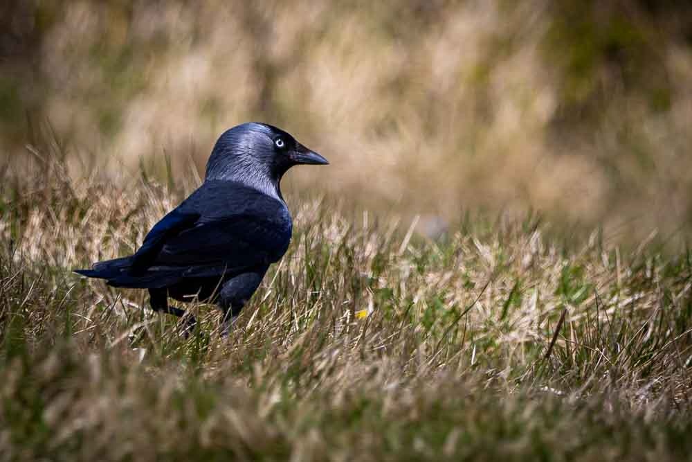 A Jackdaw on the White Cliffs of Dover in Kent