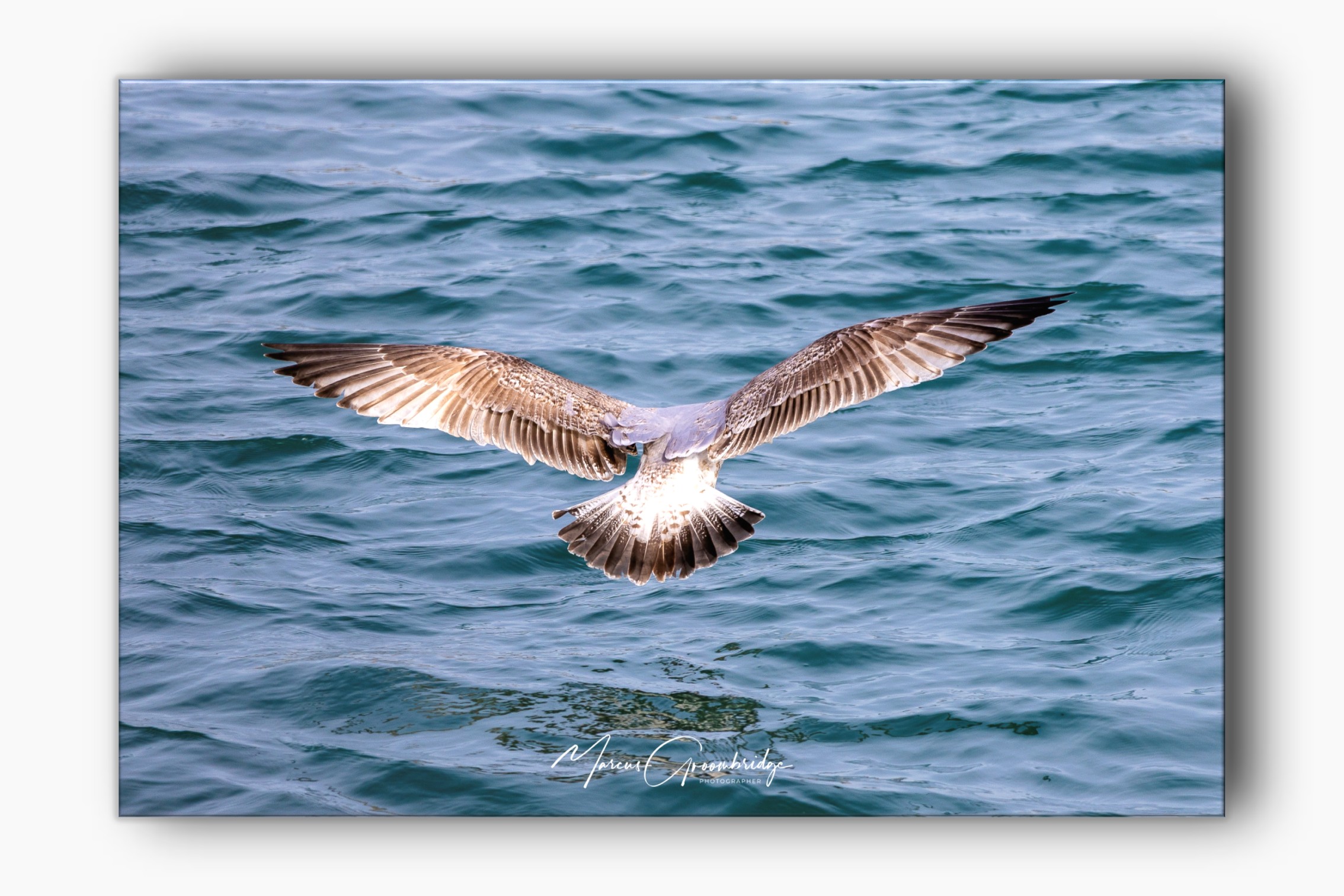Seagull landing on the sea