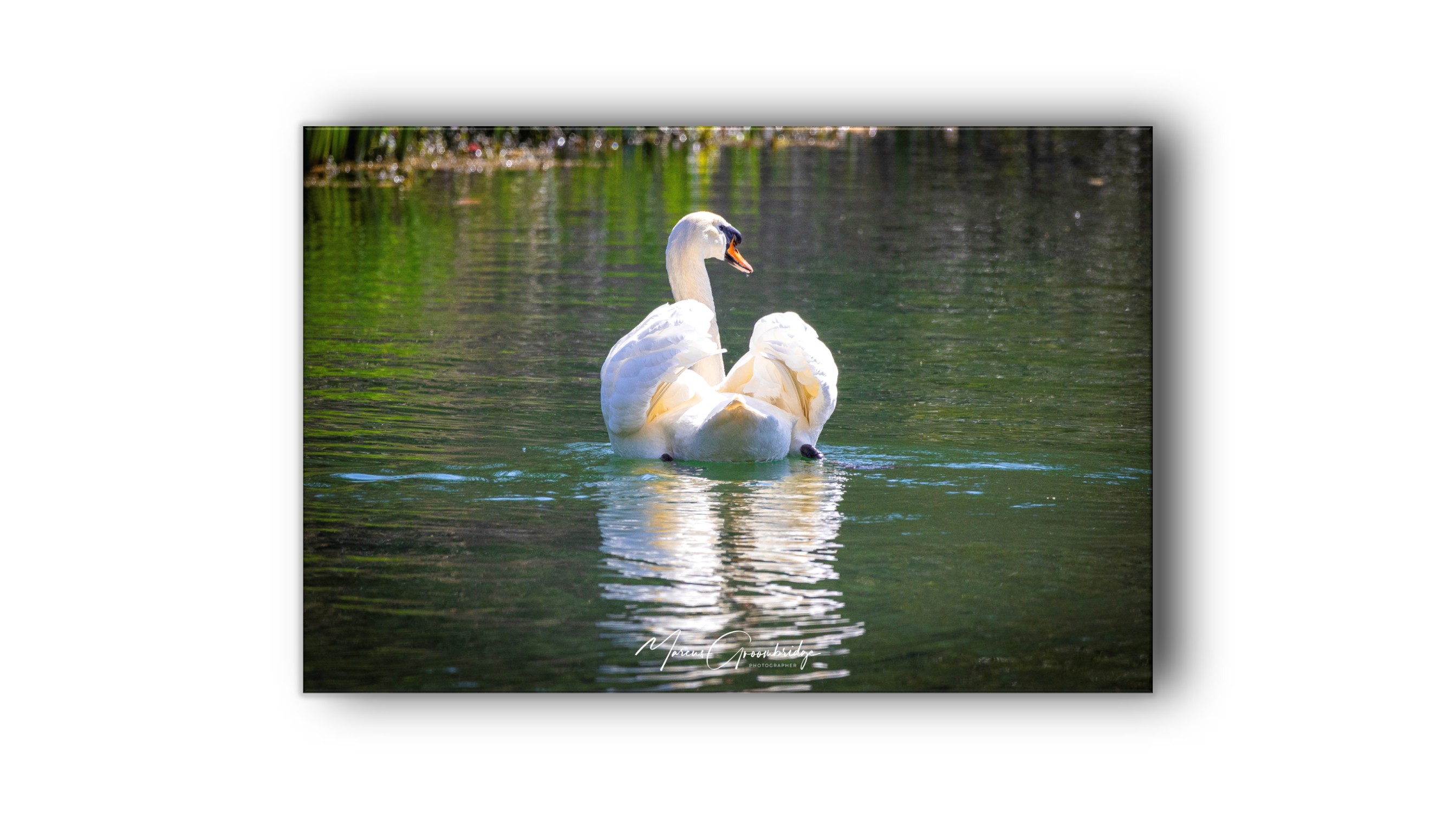 A swan on patrol