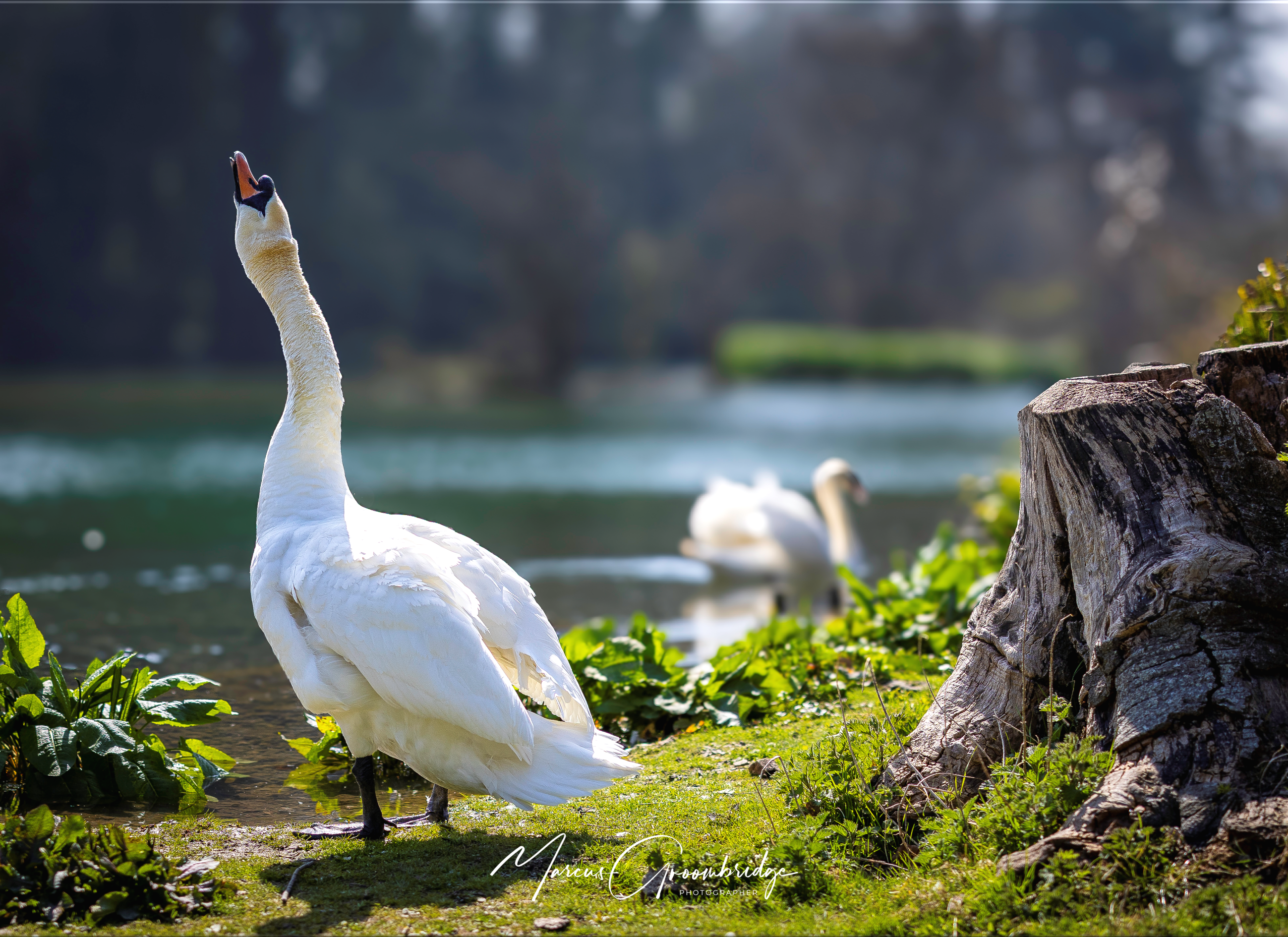 Swan on the lake at Kearsney Parks in Dover Kent