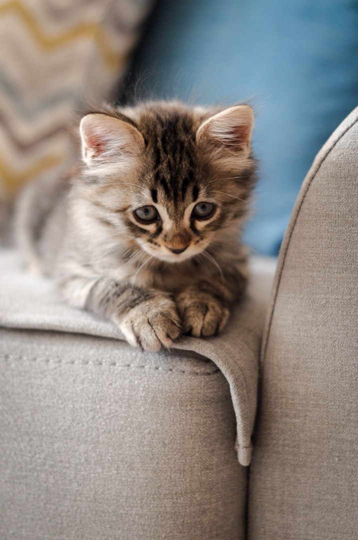 Pet photography