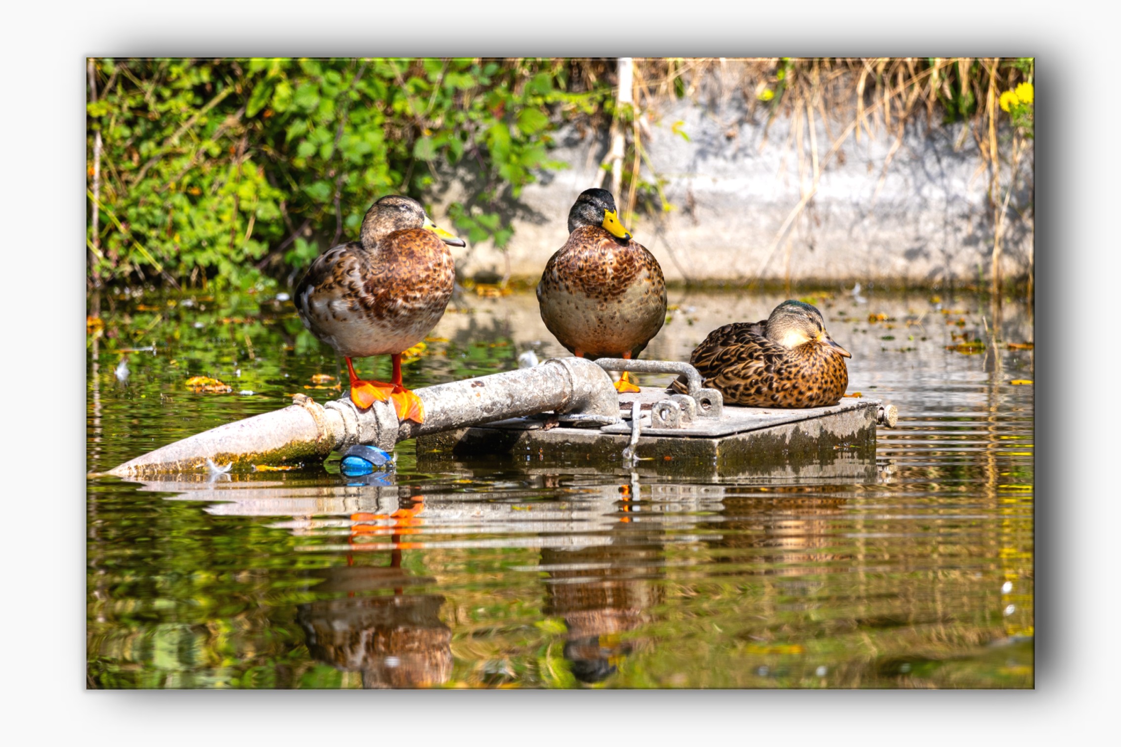 Ducks on the water, reflections