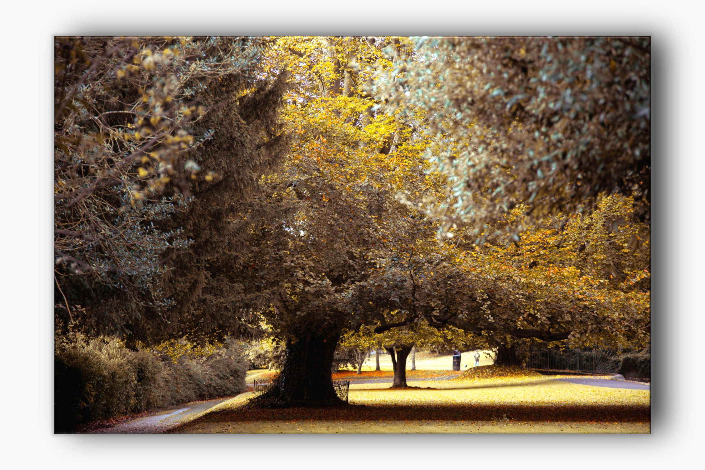 Autumn in Connaught Park in Dover Kent