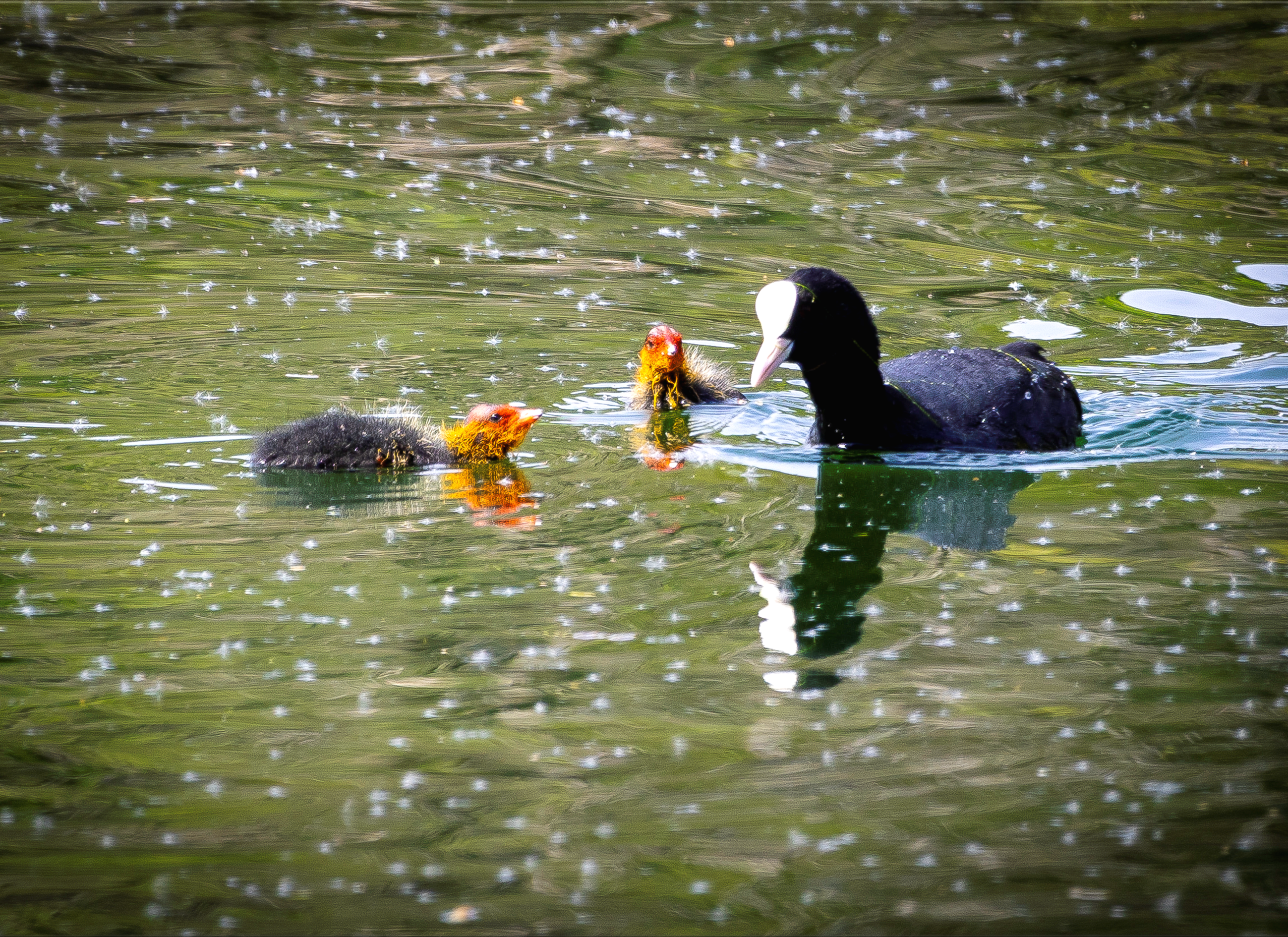 Family of ducks on the water at Kearsney Parks in Dover