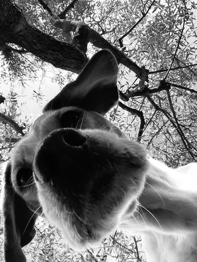 Dover Pet Photographer
