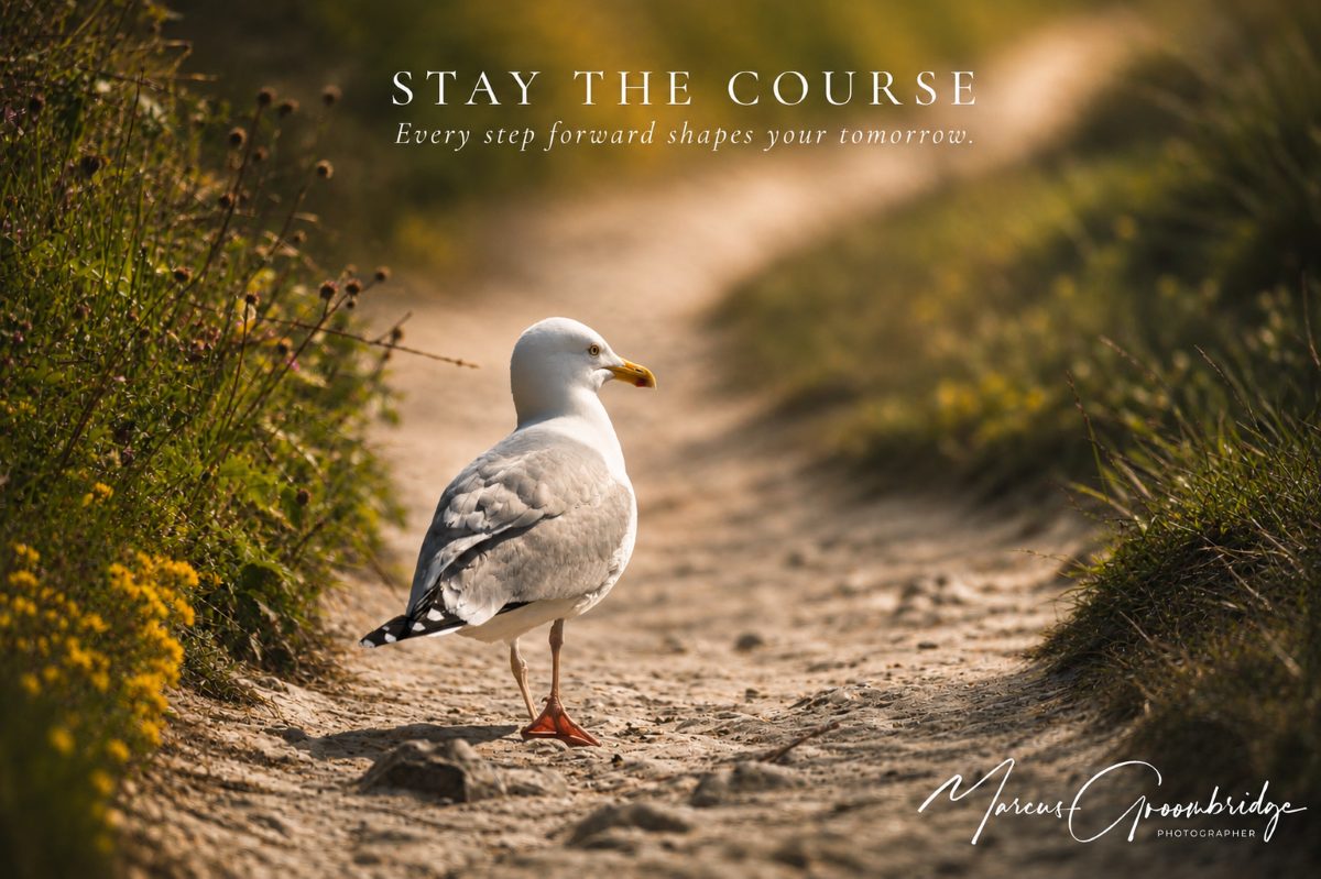 A picture of a seagull walking down a path on the white cliffs of dover