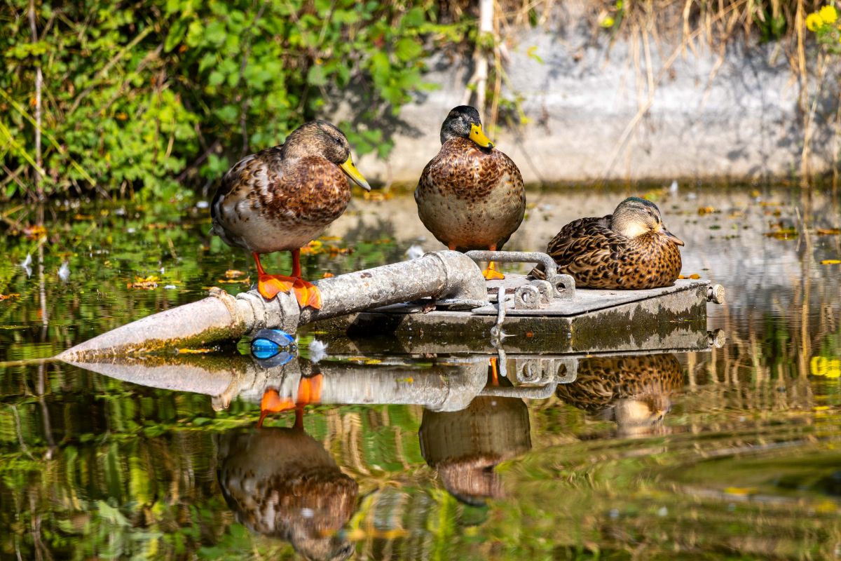 Ducks at Connaught Park in Dover