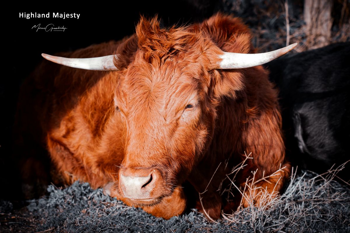 A bulls head - cattle