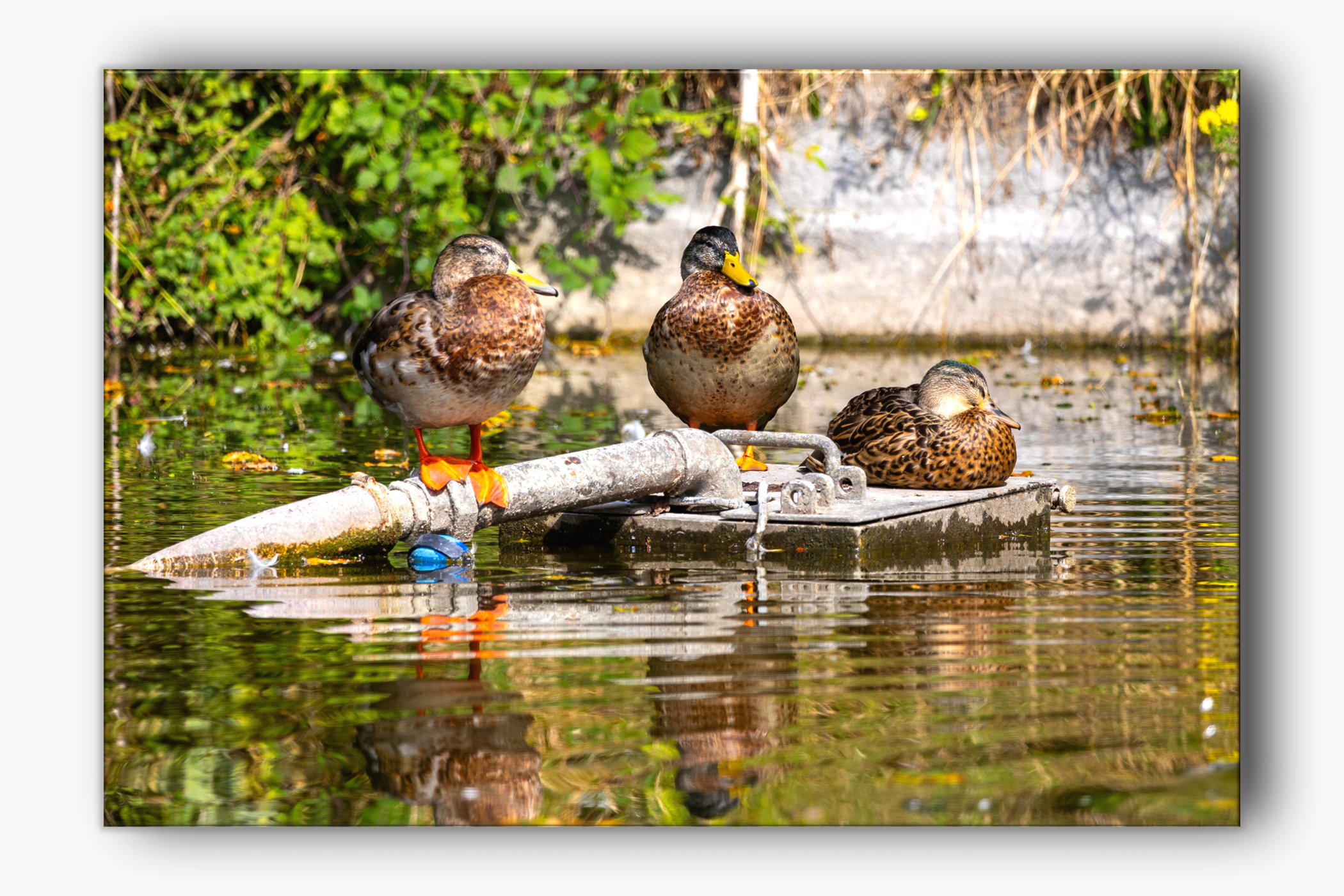 Ducks on the pond in Connaught Park