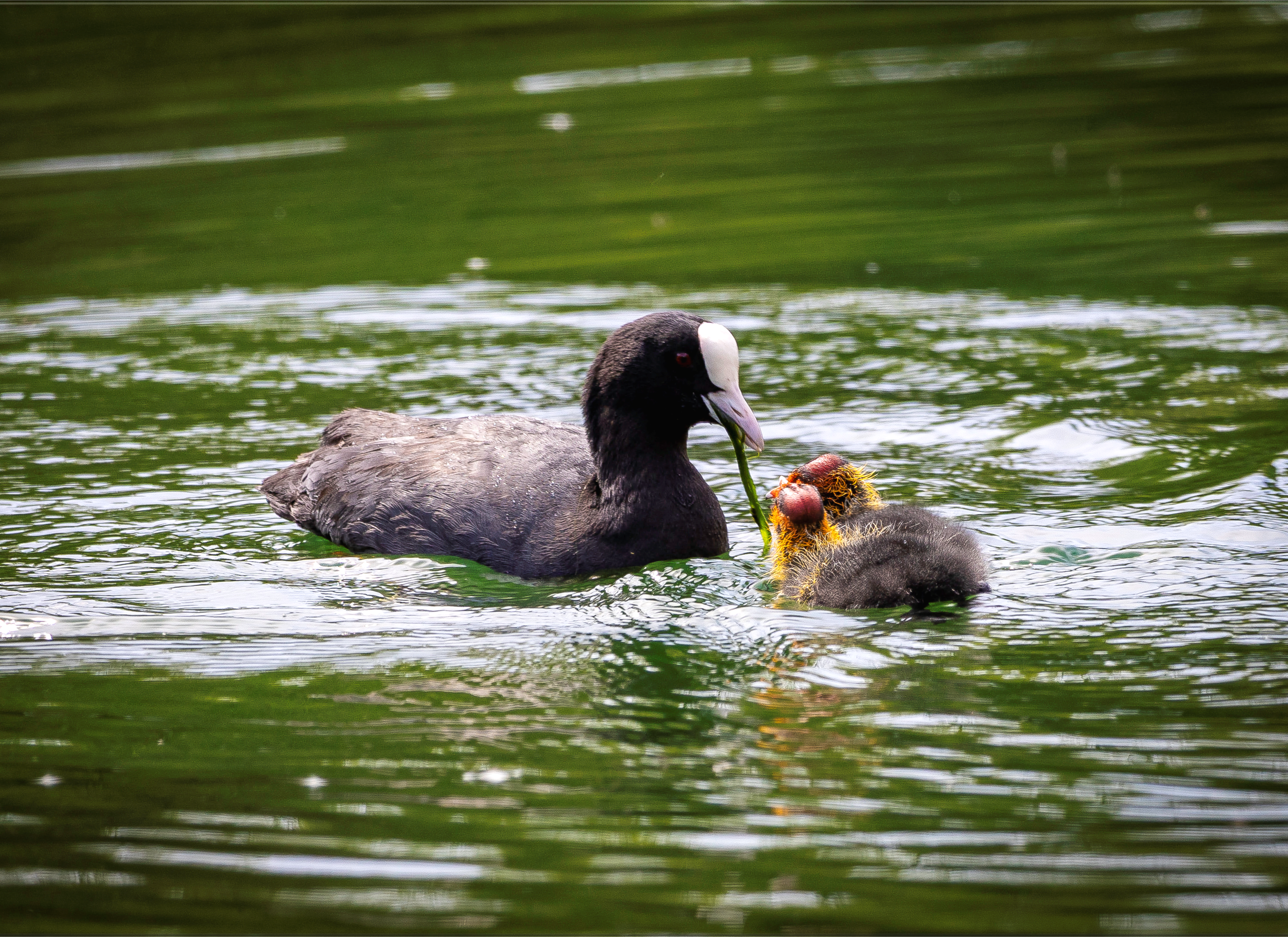 Mother duck with ducklings at Kearsney Parks Dover