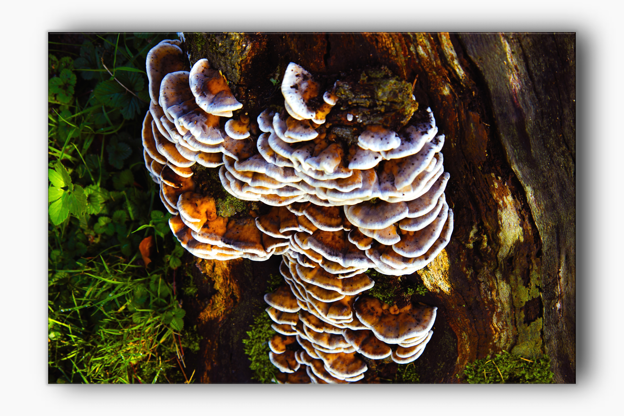 Fungi in Connaught Park
