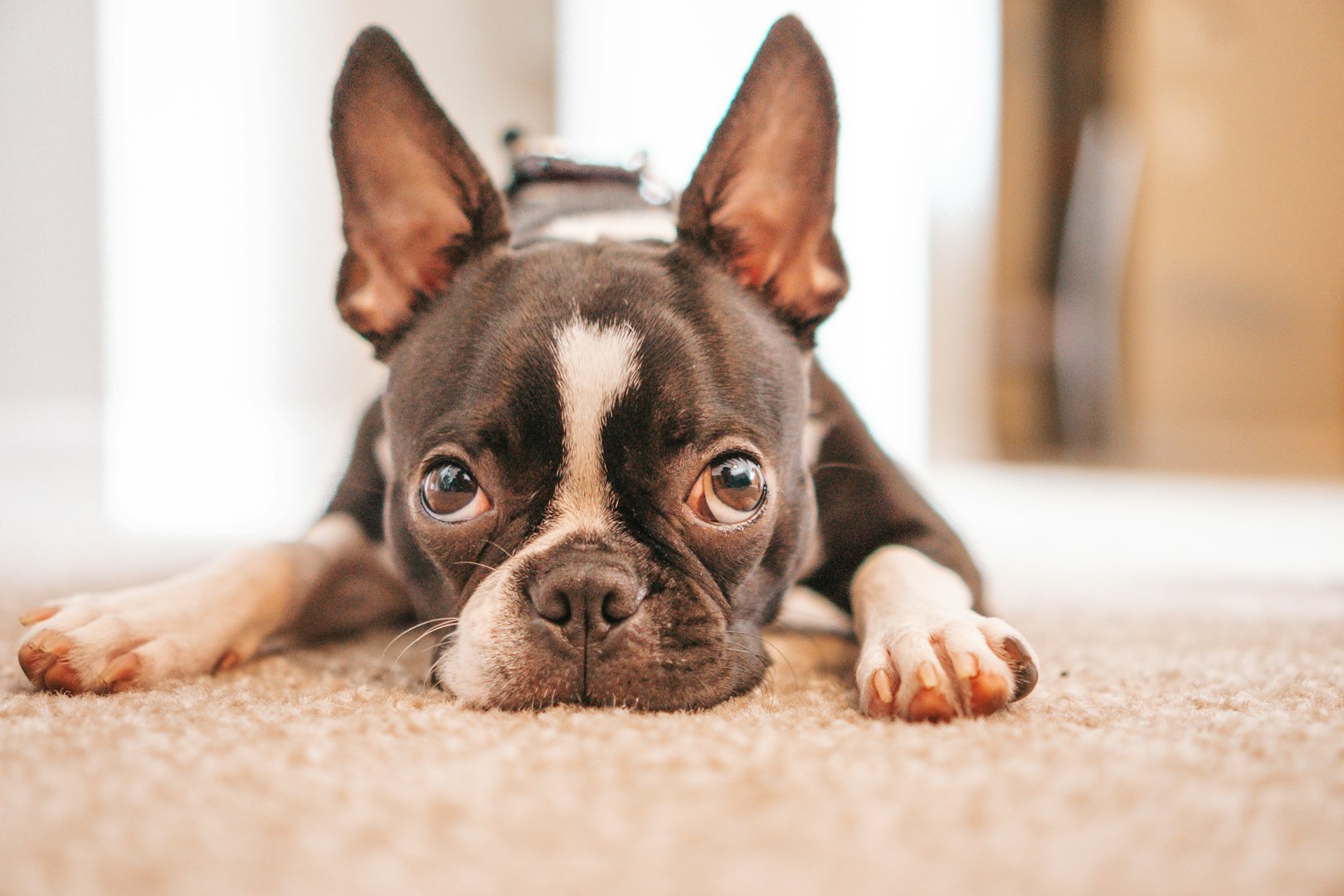 Pet Photography Pack