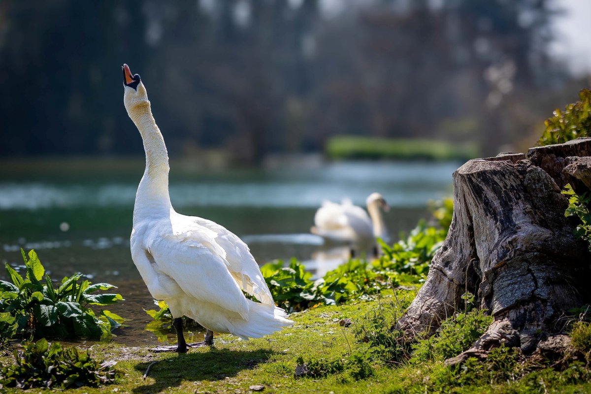 A swan photograph in Kearsney Abbey