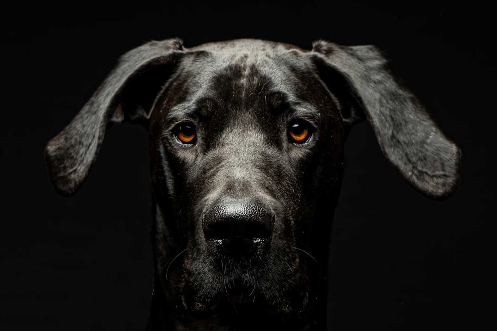 Professional Pet Photographer Dover
