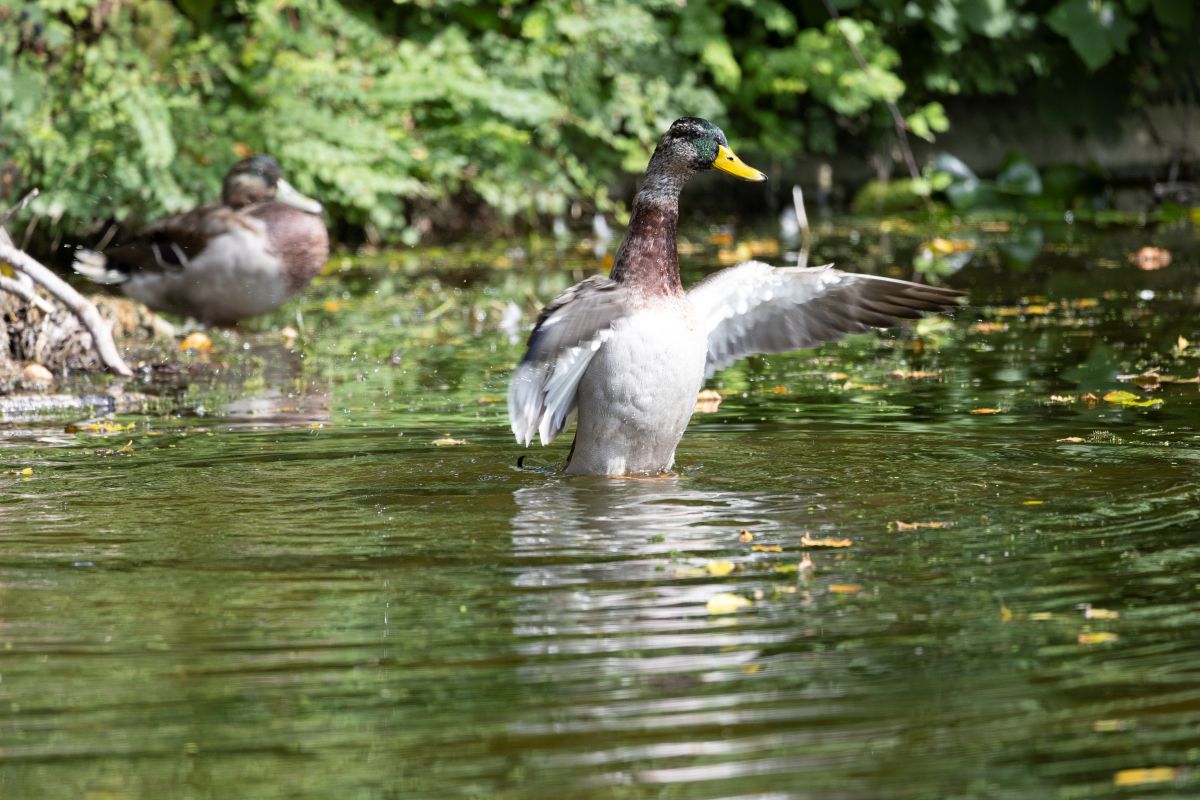 A duck with wings spread on the pond