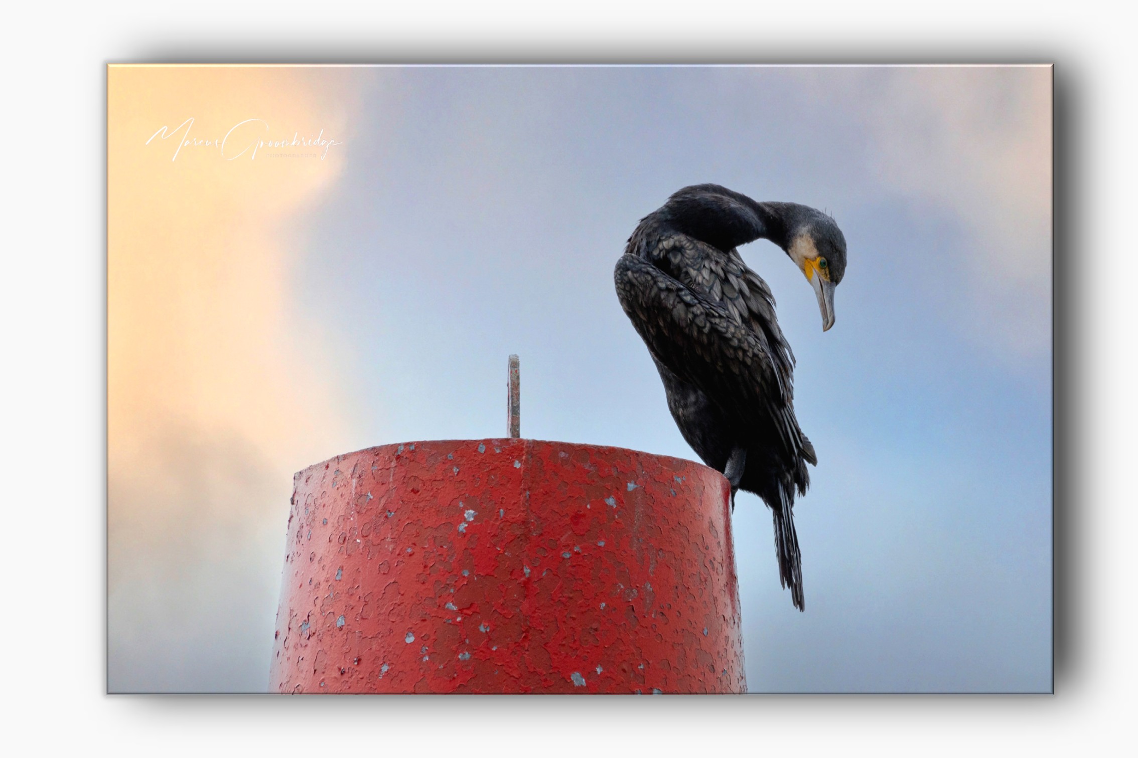Cormorant watching people pass