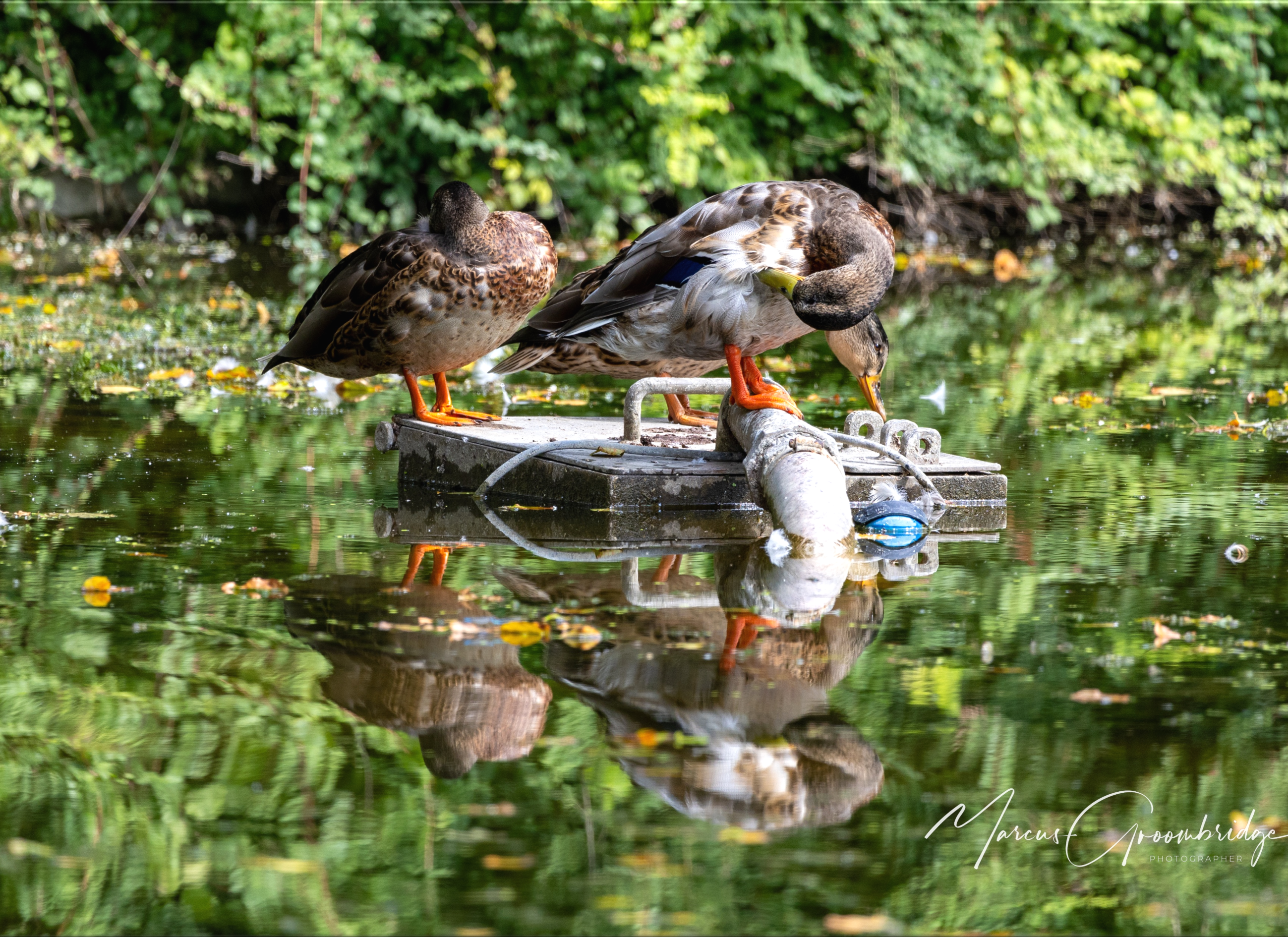 Ducks reflecting in Connaught Park