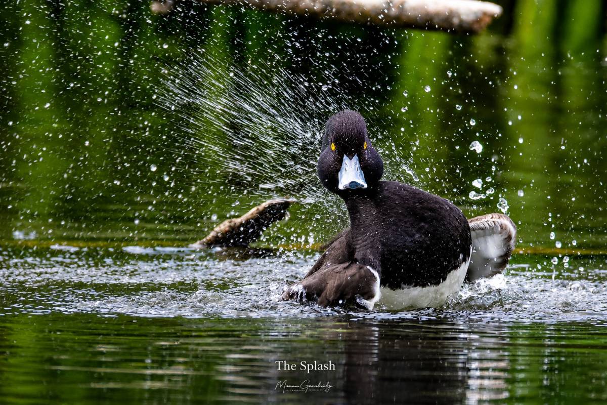 Photo of a tufted duck splashing on the water