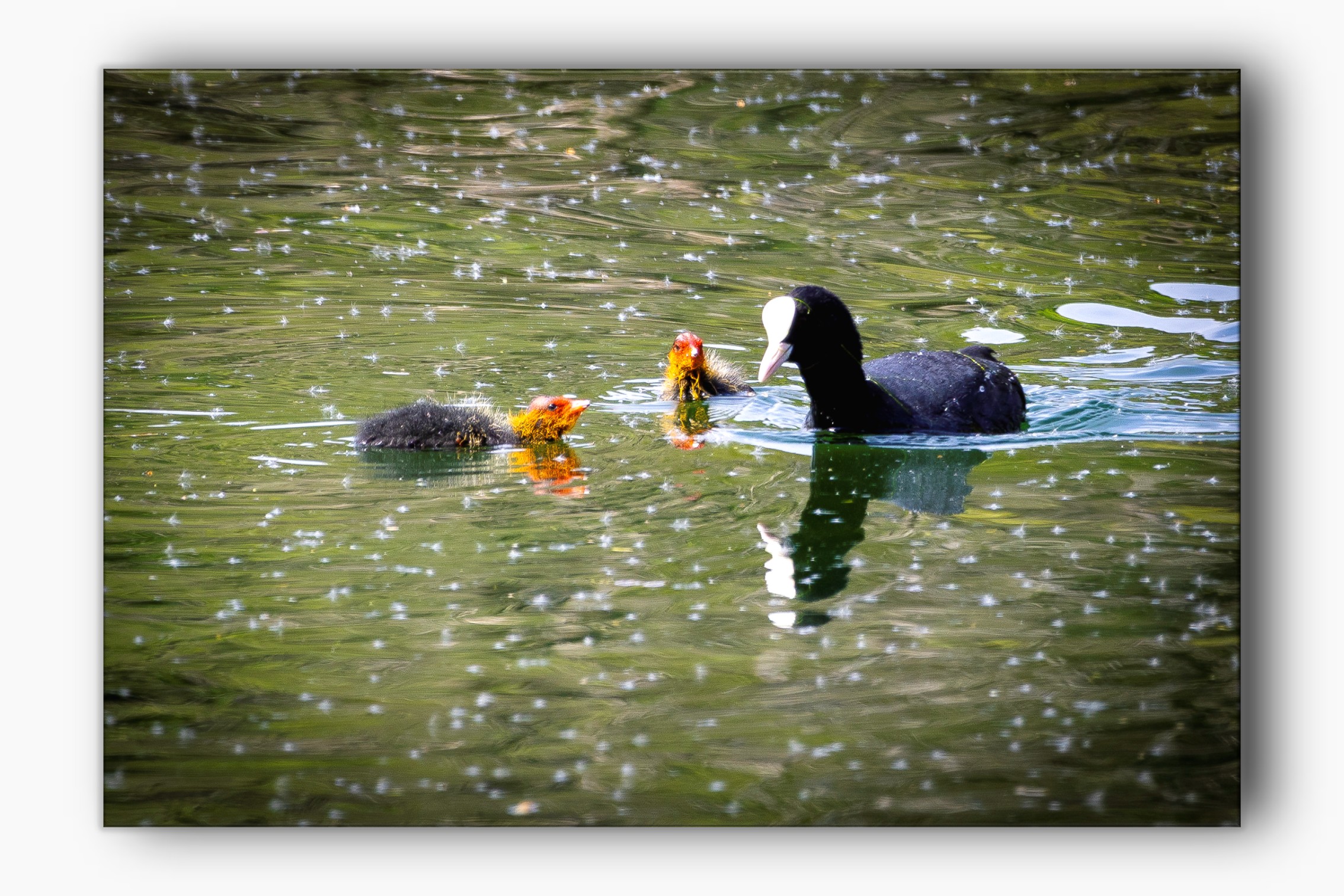 Babies and their mother