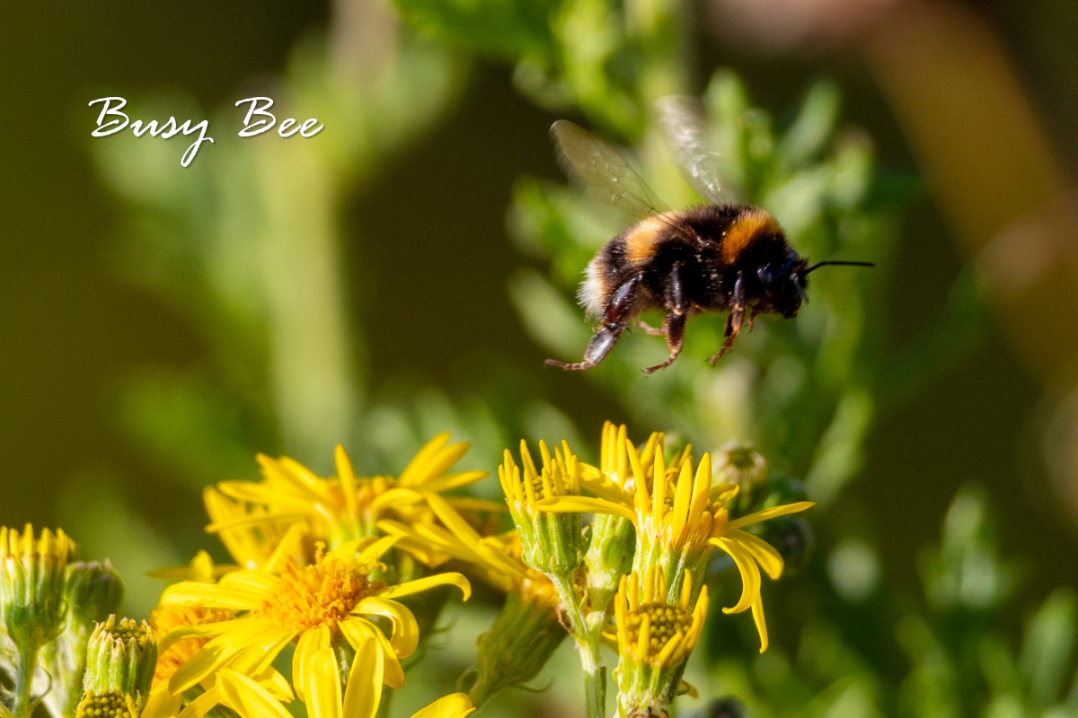 The busy bee photograph