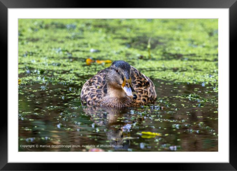 A Mallard Duck photographer