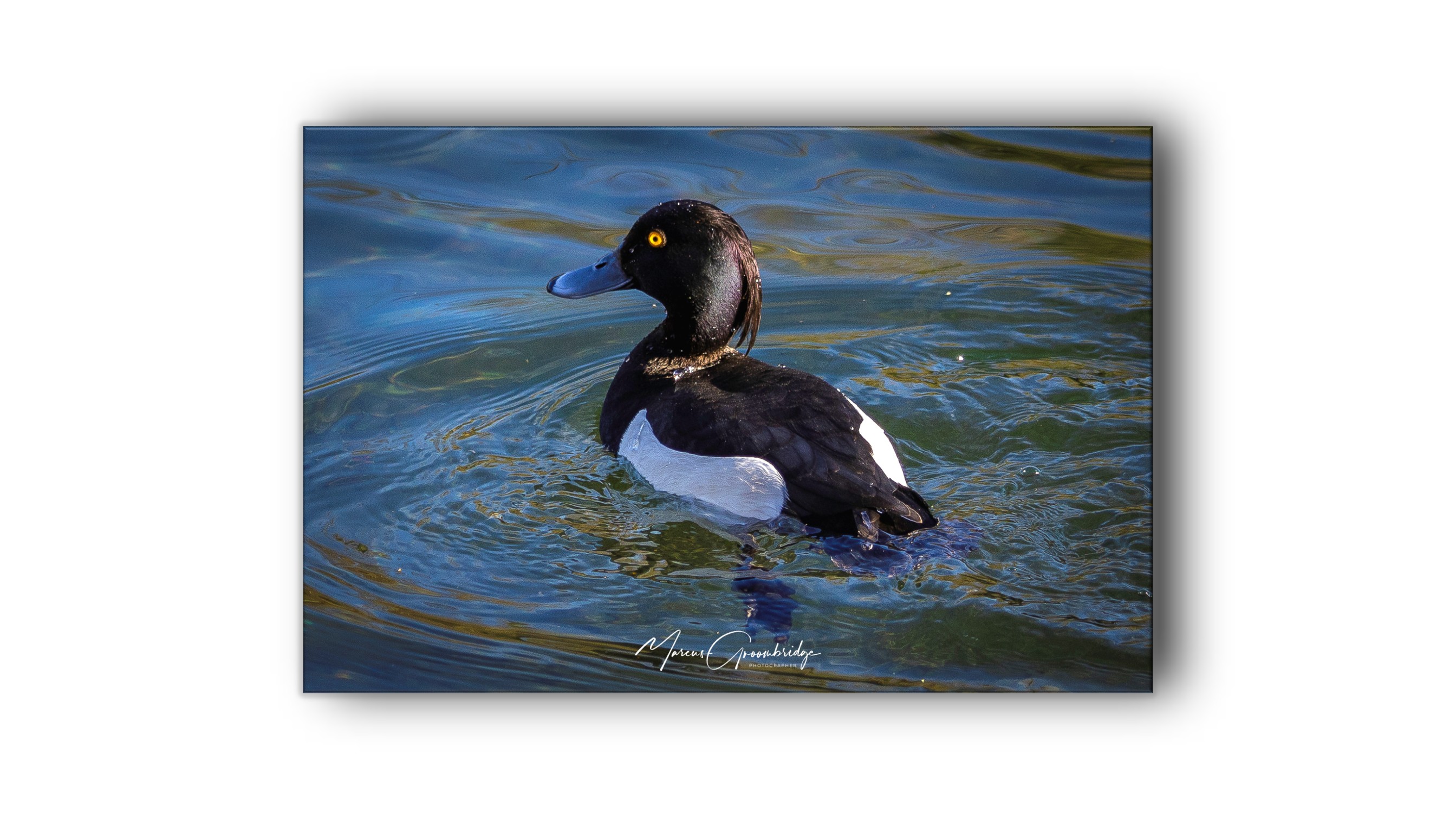 Ponytail Duck Photo
