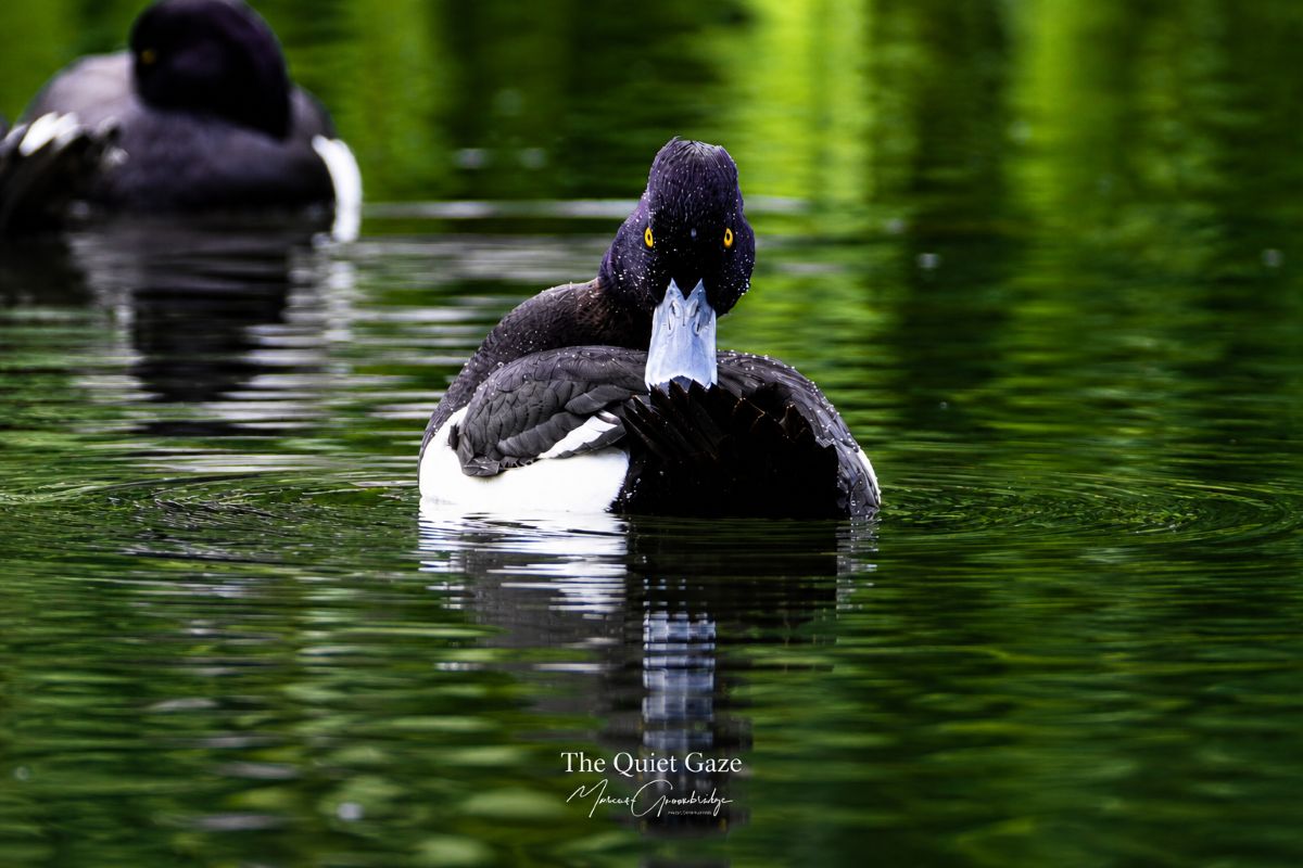 Photograph of Tufted duck in Kearsney Parks