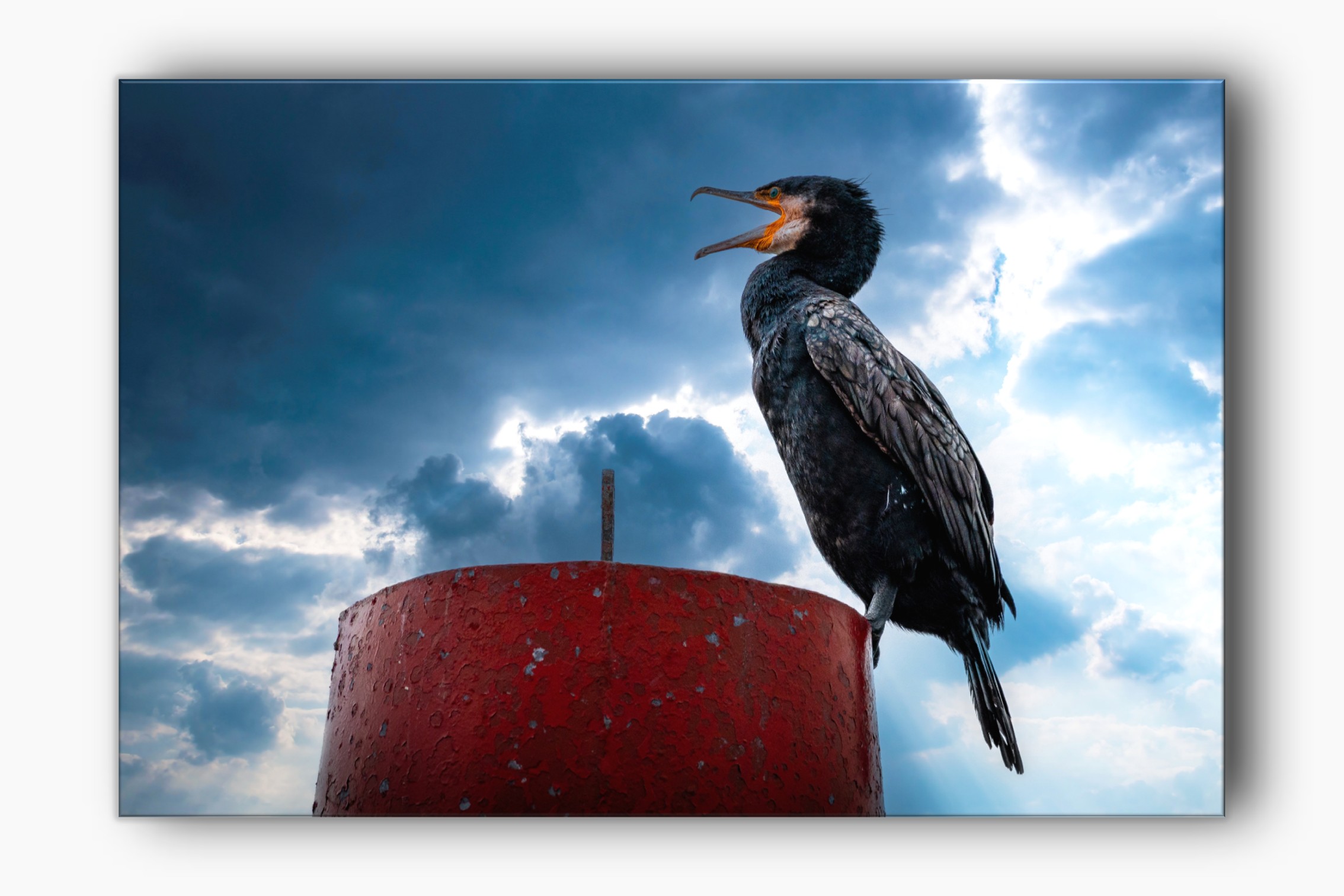Cormorant bird