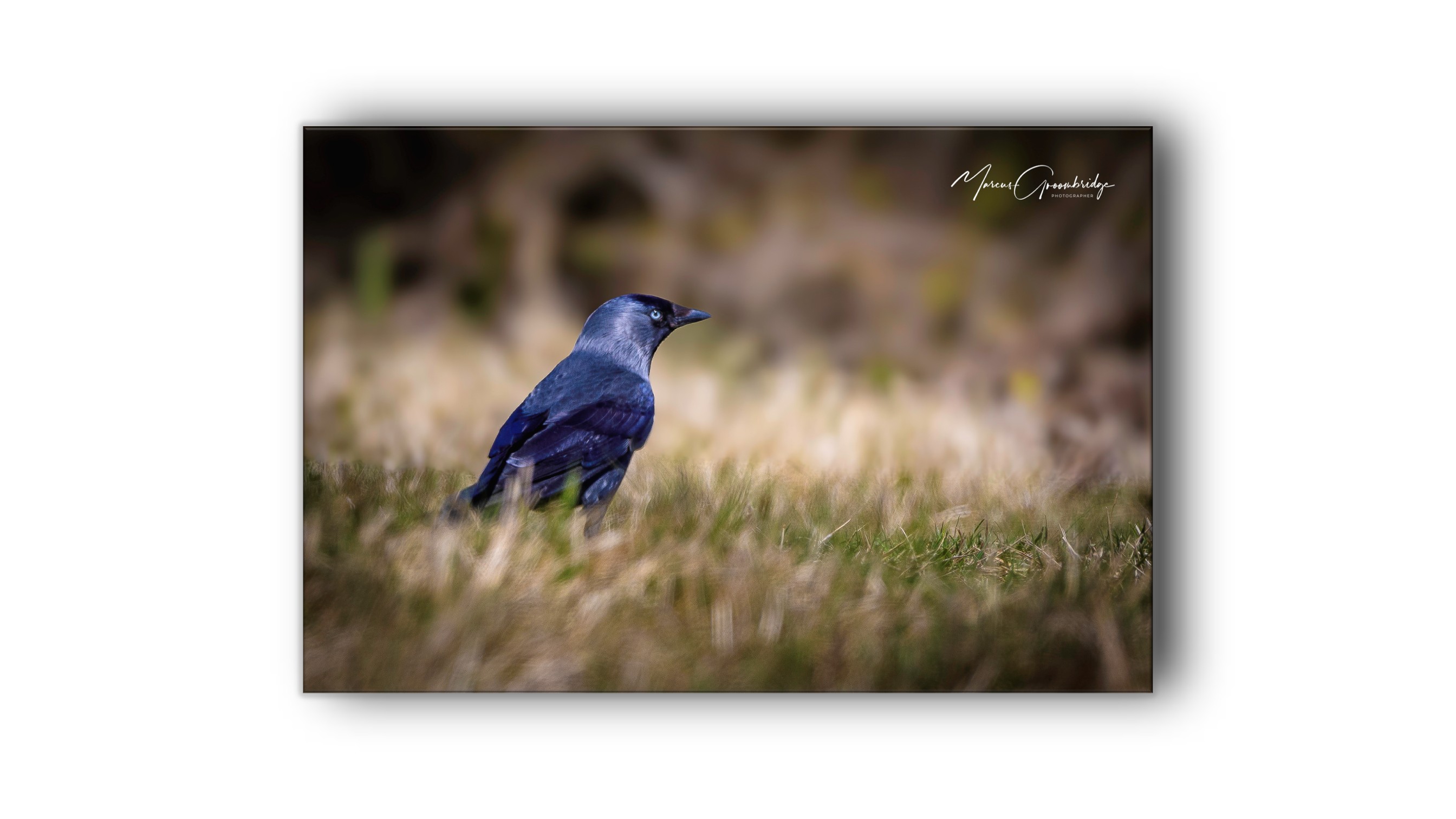 A Jackdaw sitting on the White Cliffs of Dover