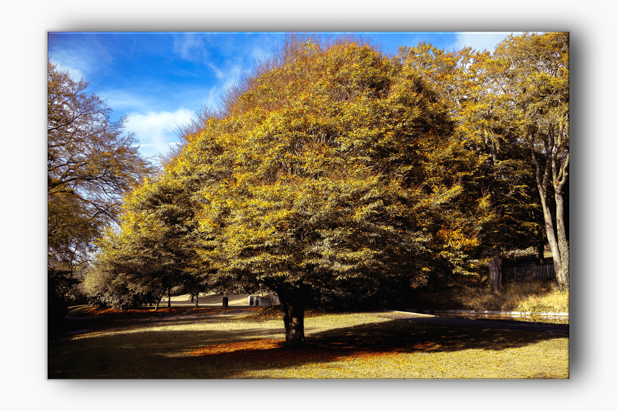 Stunning trees in Connaught Park in Dover