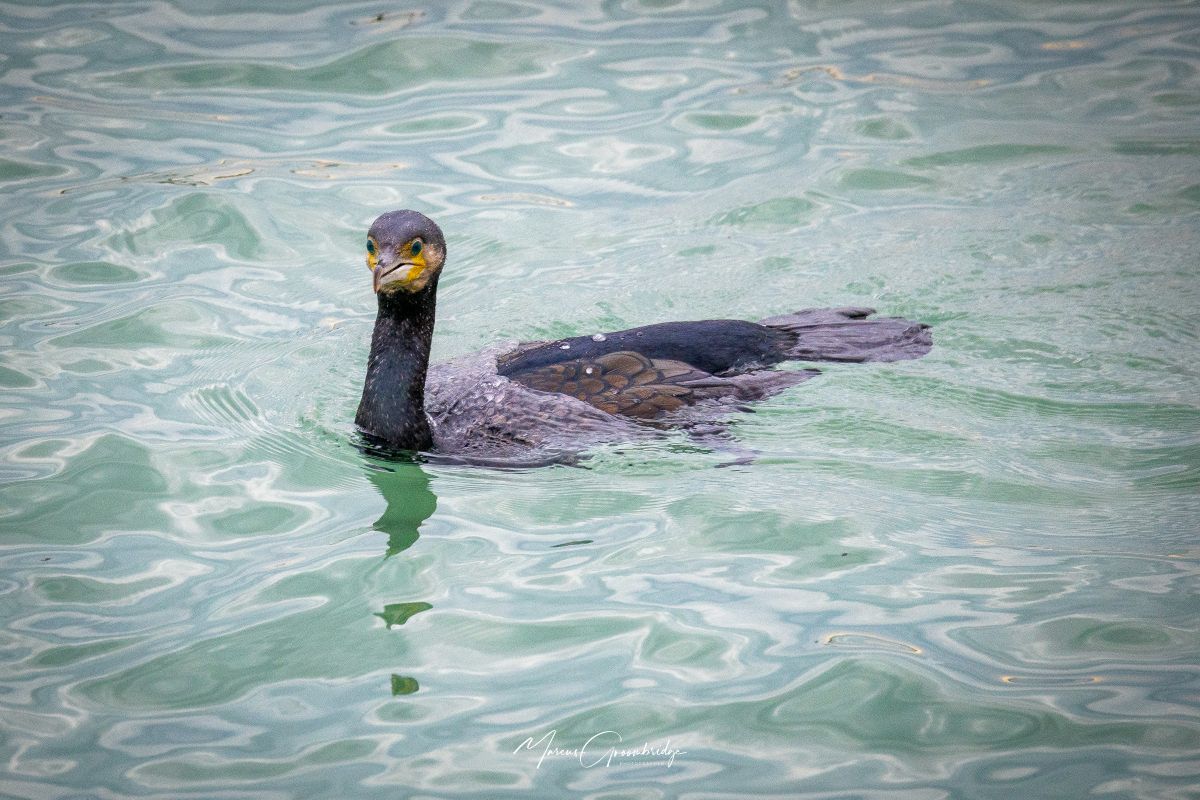 A cormorant on the sea