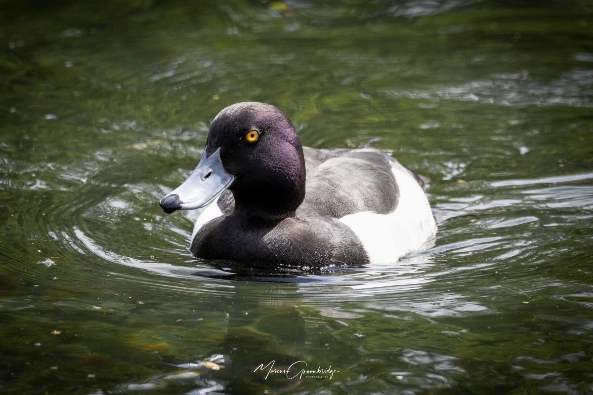 A tufted duck on the lake at Bushy Ruff in Kearsney Parks, Dover.