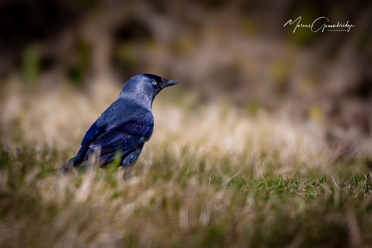 The Jackdaw photograph