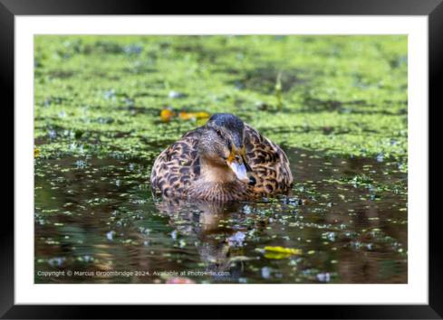 Professional photograph of a duck on water